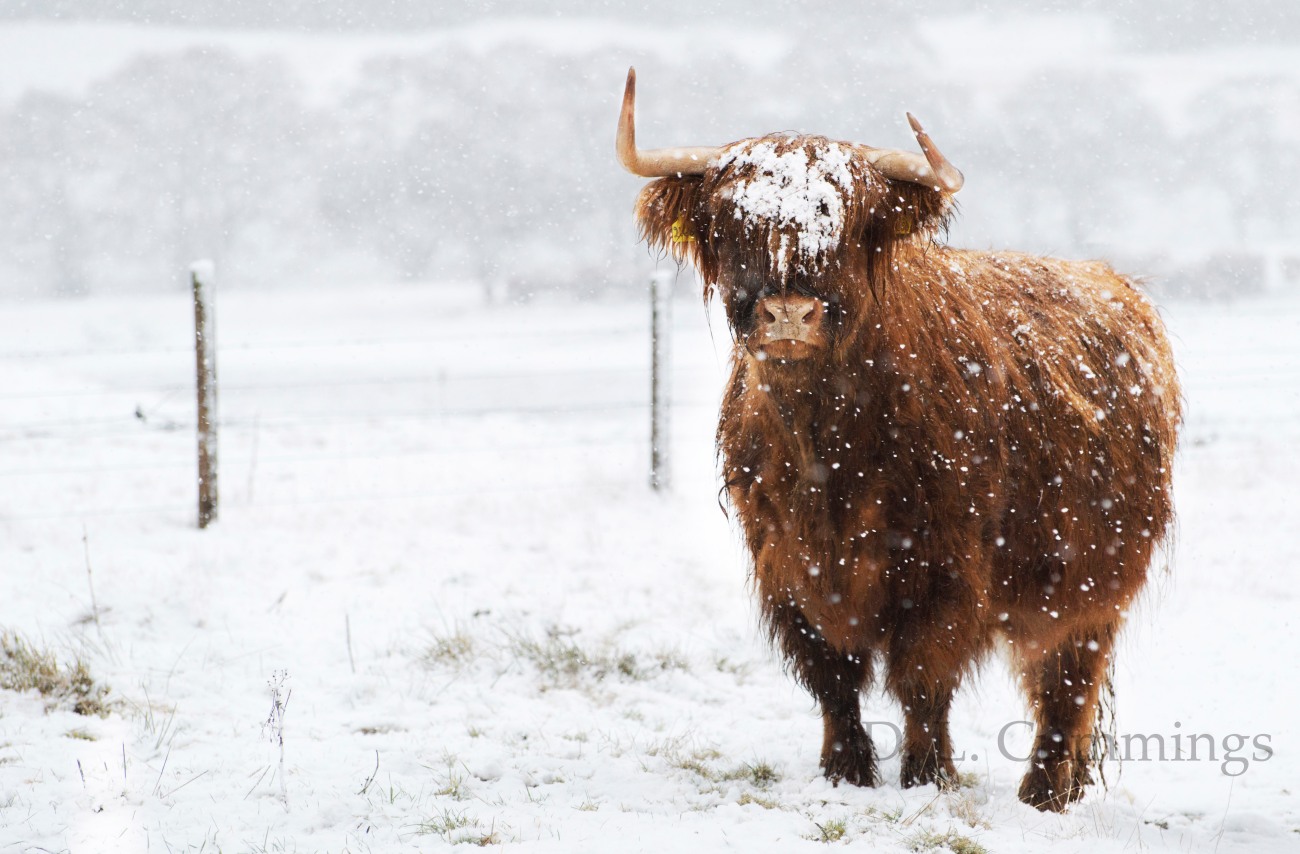 A Highland Cow Is A Snowy Cow DLC